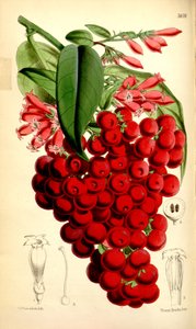 Cestrum اليجانس بواسطة JDHooker